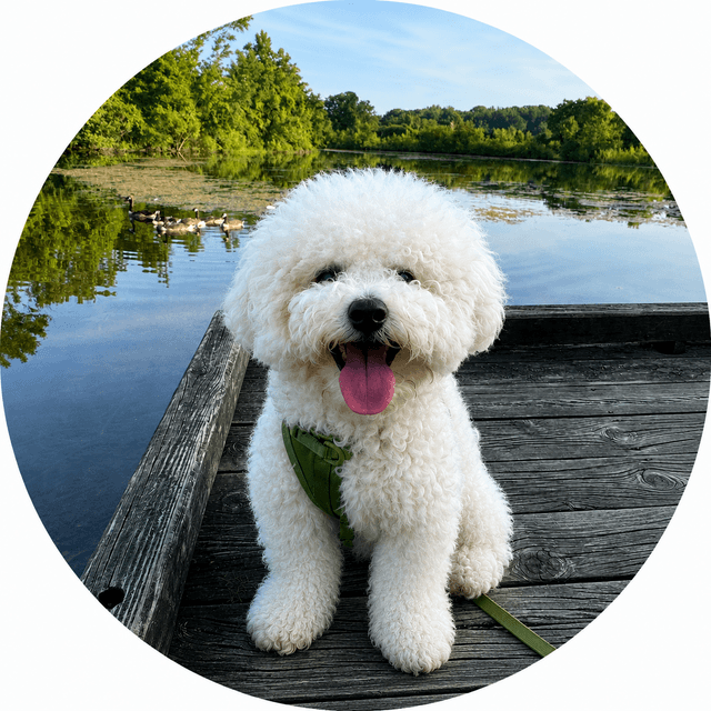 Photo of the maker's dog by the lake